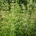 Clustered Bushmint